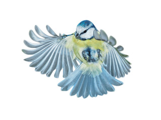Blue Tit in flight (Cyanistes caeruleus) , Titmouse isolated on white background