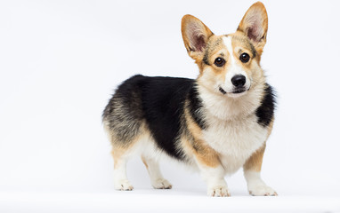 dog stands Welsh Corgi breed in full growth on a white background