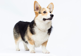 dog stands Welsh Corgi breed in full growth on a white backgroun