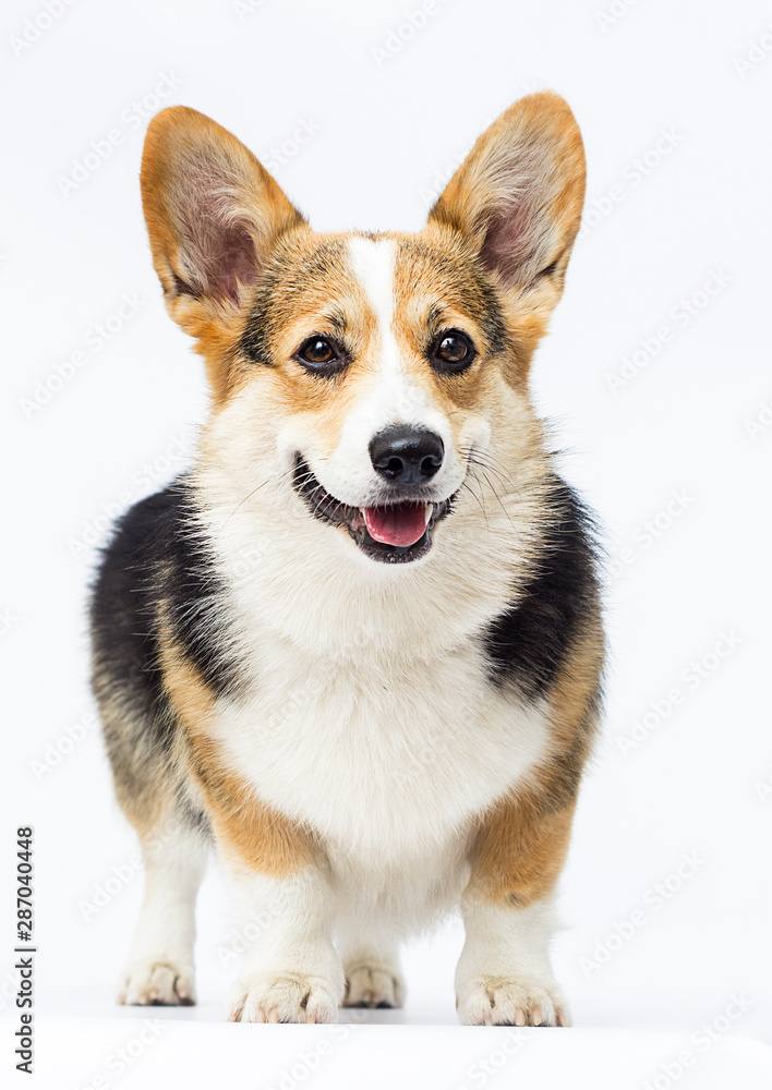 Wall mural dog stands Welsh Corgi breed in full growth on a white background