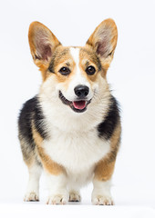 dog stands Welsh Corgi breed in full growth on a white background