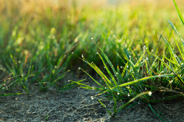 background of dew drops on bright green grass