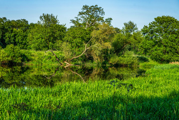 field with tree and the reflection in river - HDR