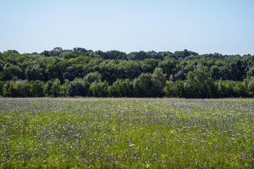 Horizontal summer background of forest and meadow