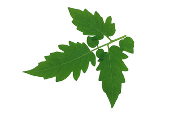 isolated​ tomato  leaf​ on​ white​ background.​ green​ leaves​ on​ white​ background.