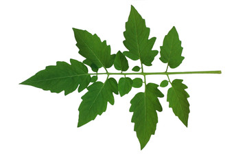 isolated​ tomato  leaf​ on​ white​ background.​ green​ leaves​ on​ white​ background.