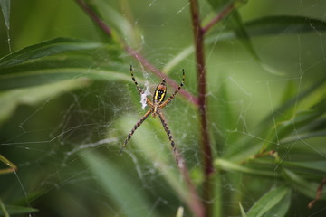 Spider