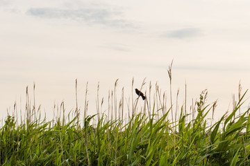 red winged black bird afternoon sky