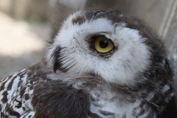 portrait of an snow owl