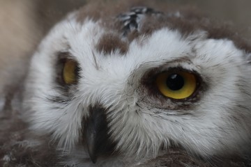 Naklejka premium portrait of an snow owl