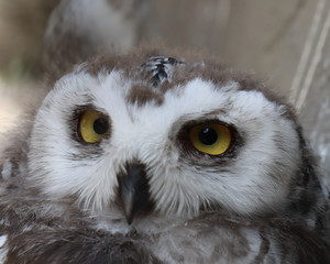 portrait of an snow owl