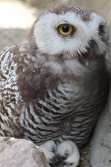 portrait of an snow owl