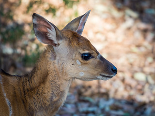 Closeup portrait of young Nyala antelope in Mlilwane Wildlife Sanctuary, Swaziland, Southern Africa.