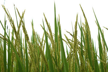 Rice field with white background