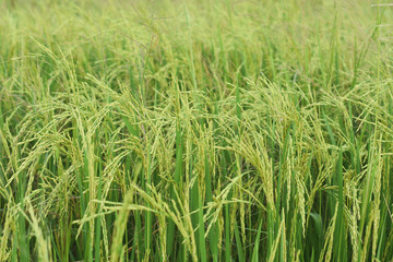 Green rice dield