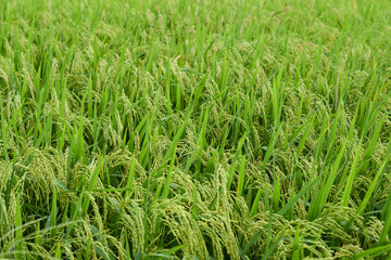 Green rice field in raining season