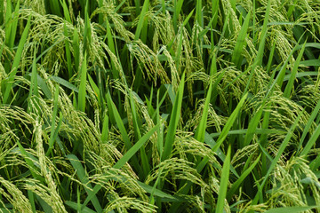 Green rice field top view