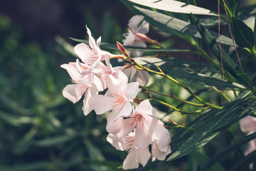 Flowers in the summer garden