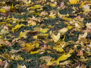 Autumn time. Fallen leaves lie on the ground