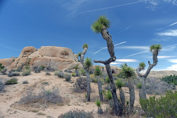 Joshua Trees near the Skull Rock
