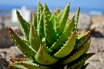 Detail of aloe vera plant leaves