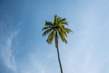 Obraz premium Palm Tree