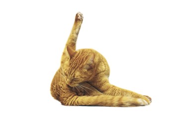 Funny cat make yoga pose. Isolated on white background. 