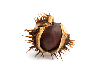 dry chestnut isolated