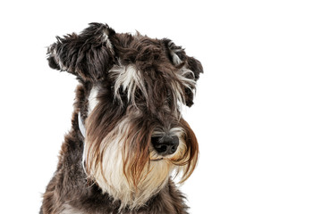 Closeup portrait of dog breed Zwergschnauzer isolated on white.