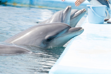 Obraz premium イルカショー