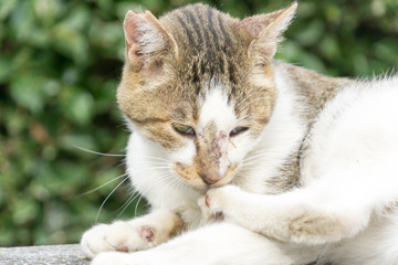 公園で休むねこ