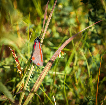 A square format image of a Cinnabar moth, Tyria jacobaeae, resting on a grass stem in the summer sunshine