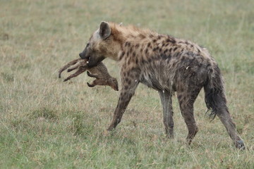 Spotted hyena with a banded mongoose, Masai Mara National Park, Kenya.