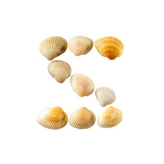 Letter "z" composed from seashells, isolated on white background