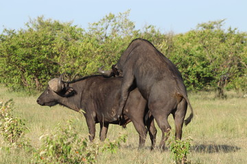 Mating cape buffalos, Masai Mara National Park, Kenya.