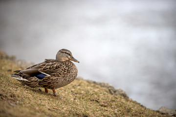 Female mallard looking right