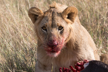 A close-up photo of a lion taken in tanzania following a kill	