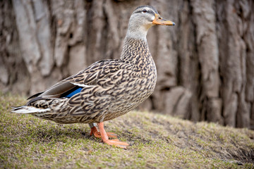 Femal mallard standing in front of an oak tree