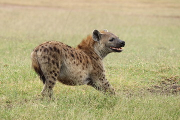 Spotted hyena stretching, Masai Mara National Park, Kenya.