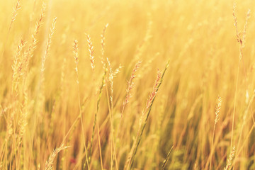 Yellow grass at sunrise, texture, defocus, abstract natural background