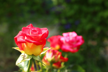 Beautiful blooming roses in garden on sunny day