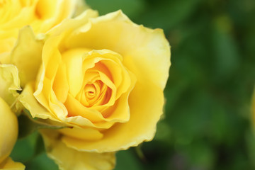 Beautiful blooming roses in garden on summer day, closeup. Space for text