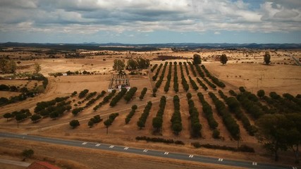 Aerial view of a agricultural field with pine trees , Alentejo Portugal. Drone view