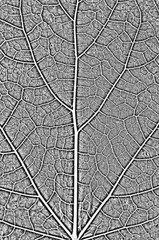 Distress tree leaves, leaflet texture. Black and white grunge background.
