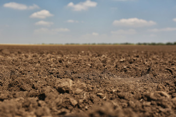 View of fertile ground surface on sunny day