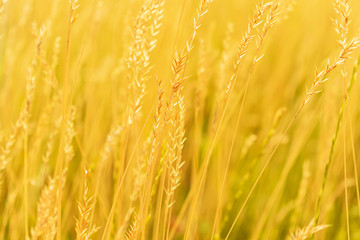 Sunrise, yellow grass in the foreground, closeup, toned