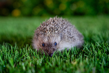 Hedgehog Tour in Green Grass