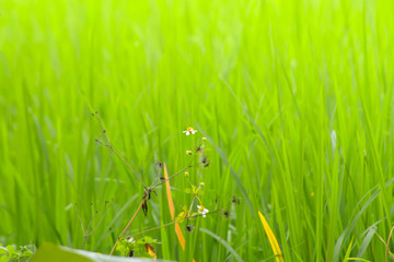 grass with water drops