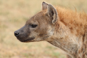 Spotted hyena face, Masai Mara National Park, Kenya.