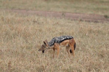 Black-backed jackal feeding on a scrap, Masai Mara National Park, Kenya.